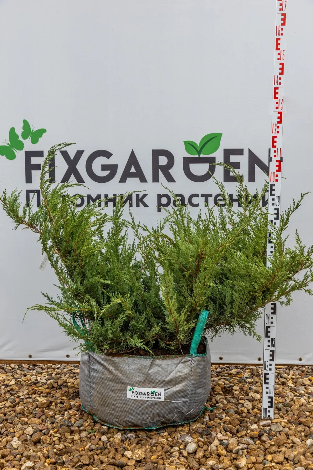 Можжевельник виргинский Хетц