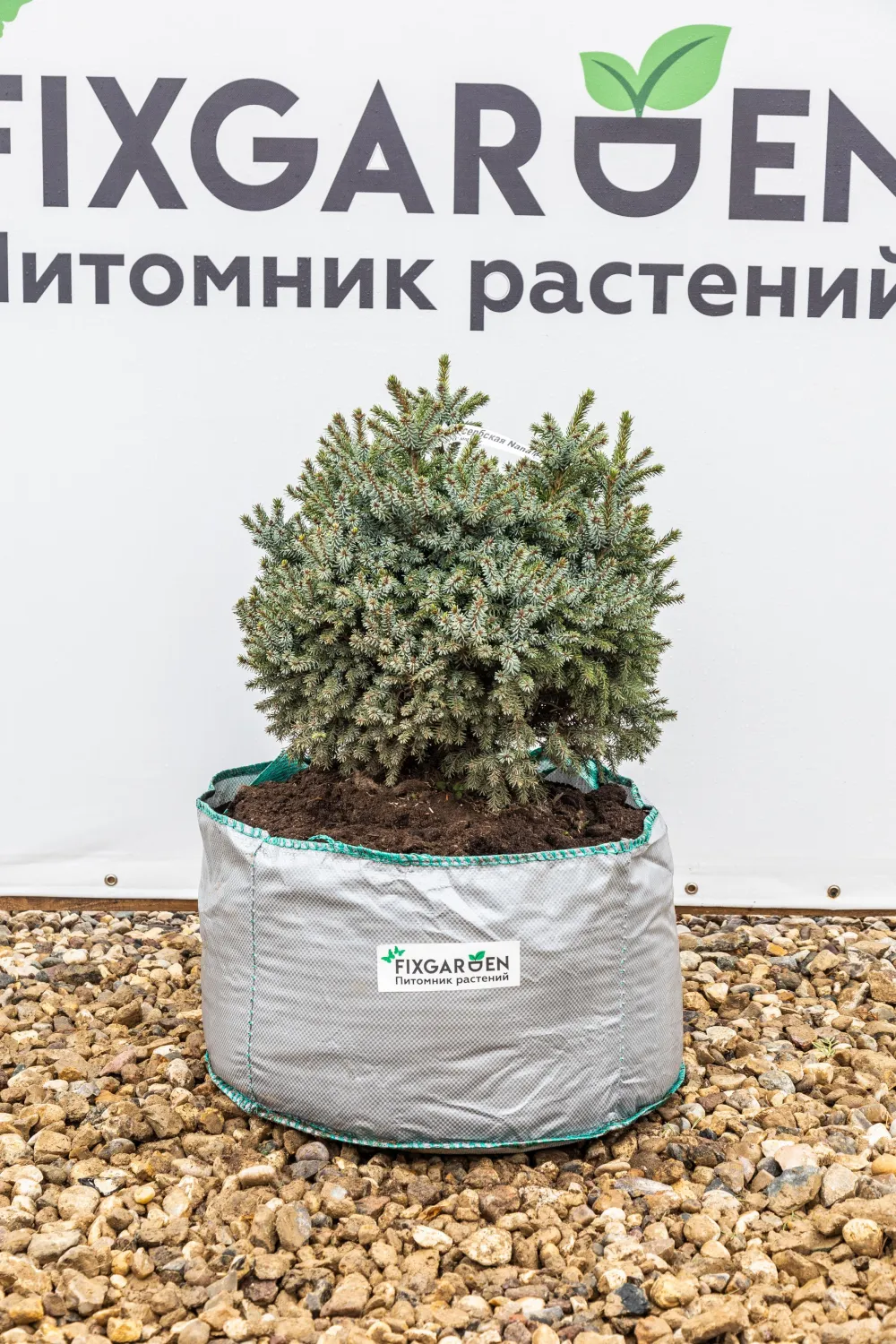 Ель сербская Нана