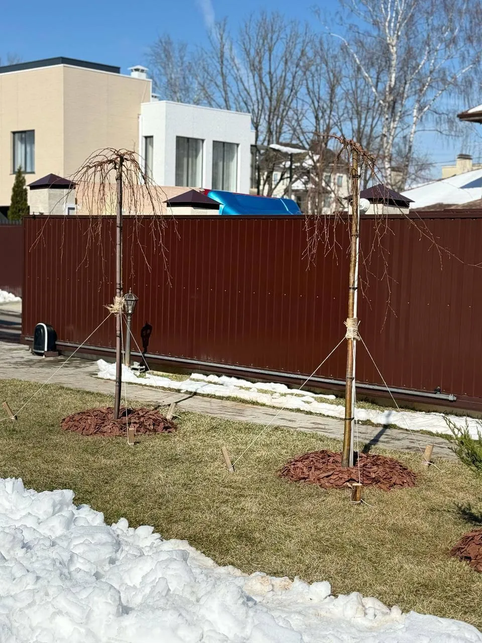 Яблоня сахалинская Пендула
