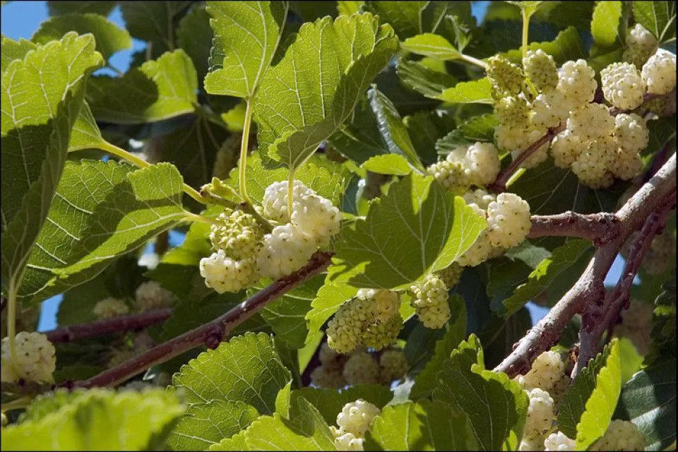 Шелковица белая
