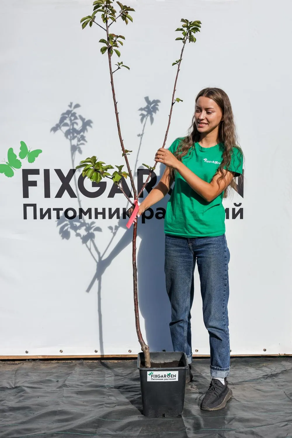 Вишня Хуторянка