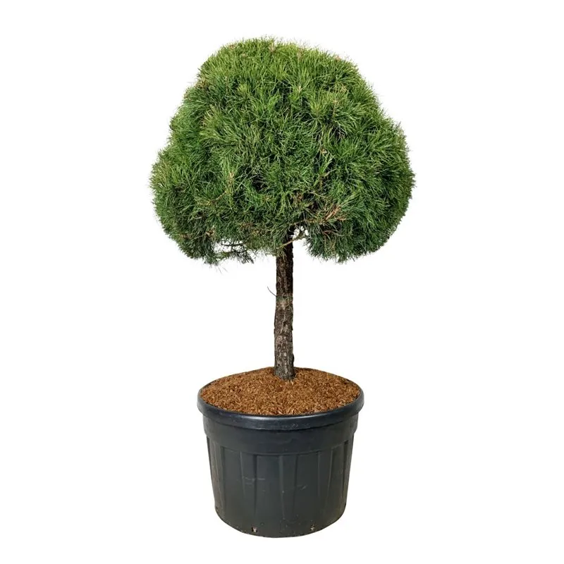 Сосна обыкновенная