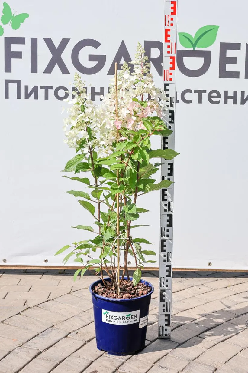 Гортензия метельчатая Конфети