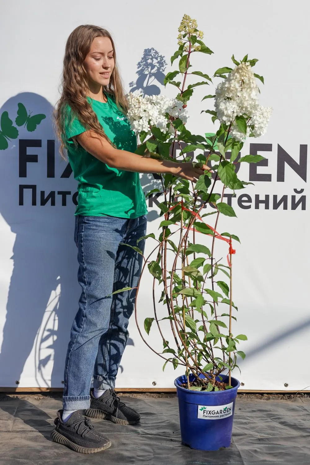 Гортензия метельчатая Ванила Фрайз