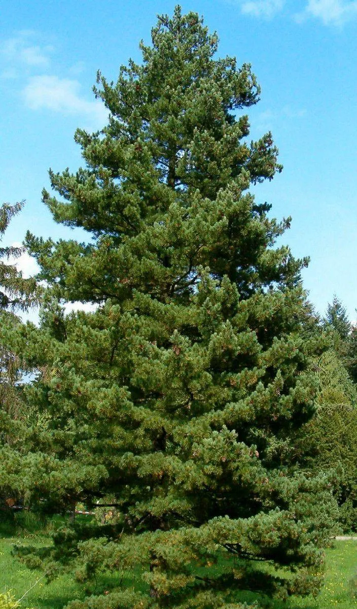 Лиственница