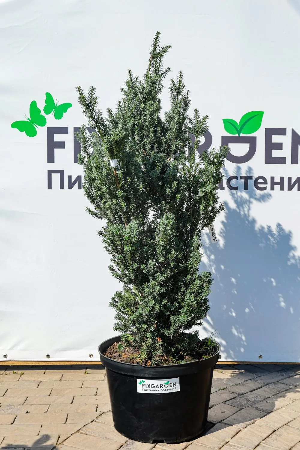 Тис средний Хикси