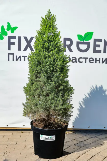 Ель канадская Перфекта