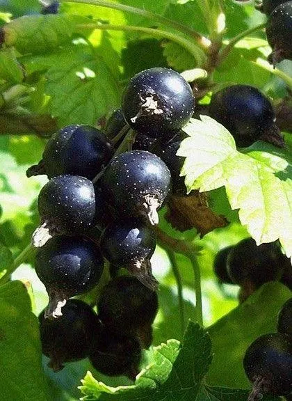 Смородина черная Зелёная дымка