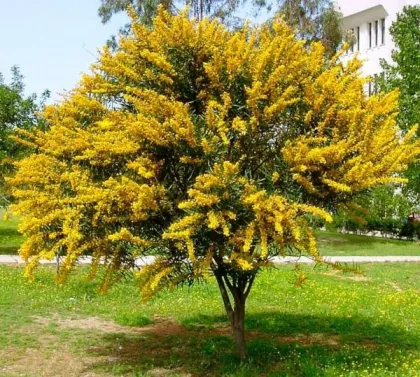 Карагана (Акация желтая)