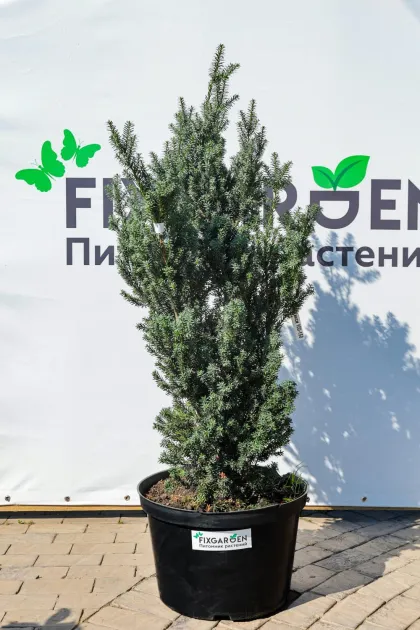 Тис средний Хикси